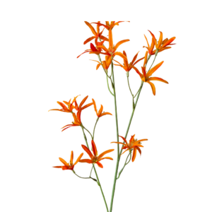 kunst tweedia, tweedia spray, oranje tweedia, kunstbloem, realistische kunstbloem, decoratieve bloem, bloem decoratie, interieur decoratie, kunst tak, bloemen tak, fijne bloemen, zijden bloem, woonaccessoire, tafel decoratie, boeket samenstellen, kunst bloemen decoratie